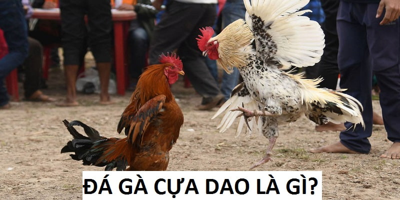 Các hình thức đá gà Campuchia